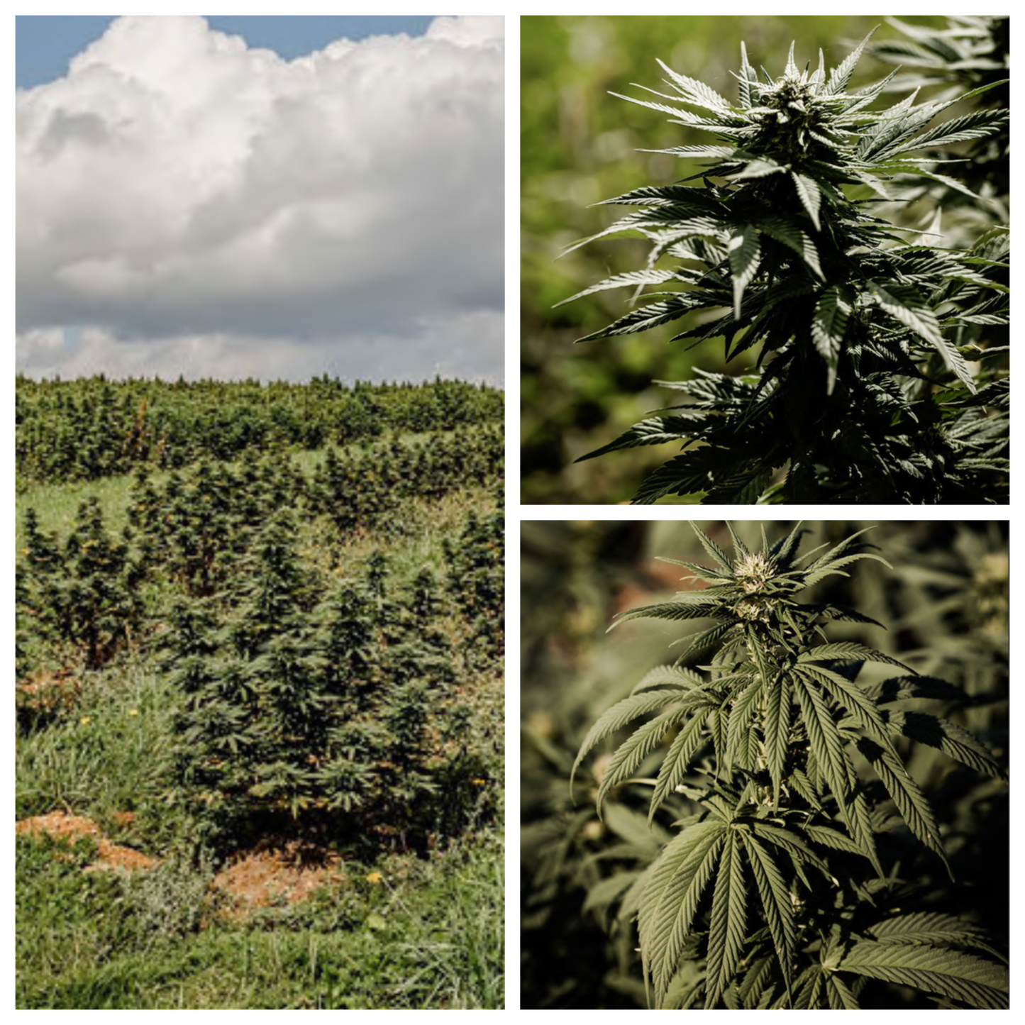 Trim Mix CBD Bio