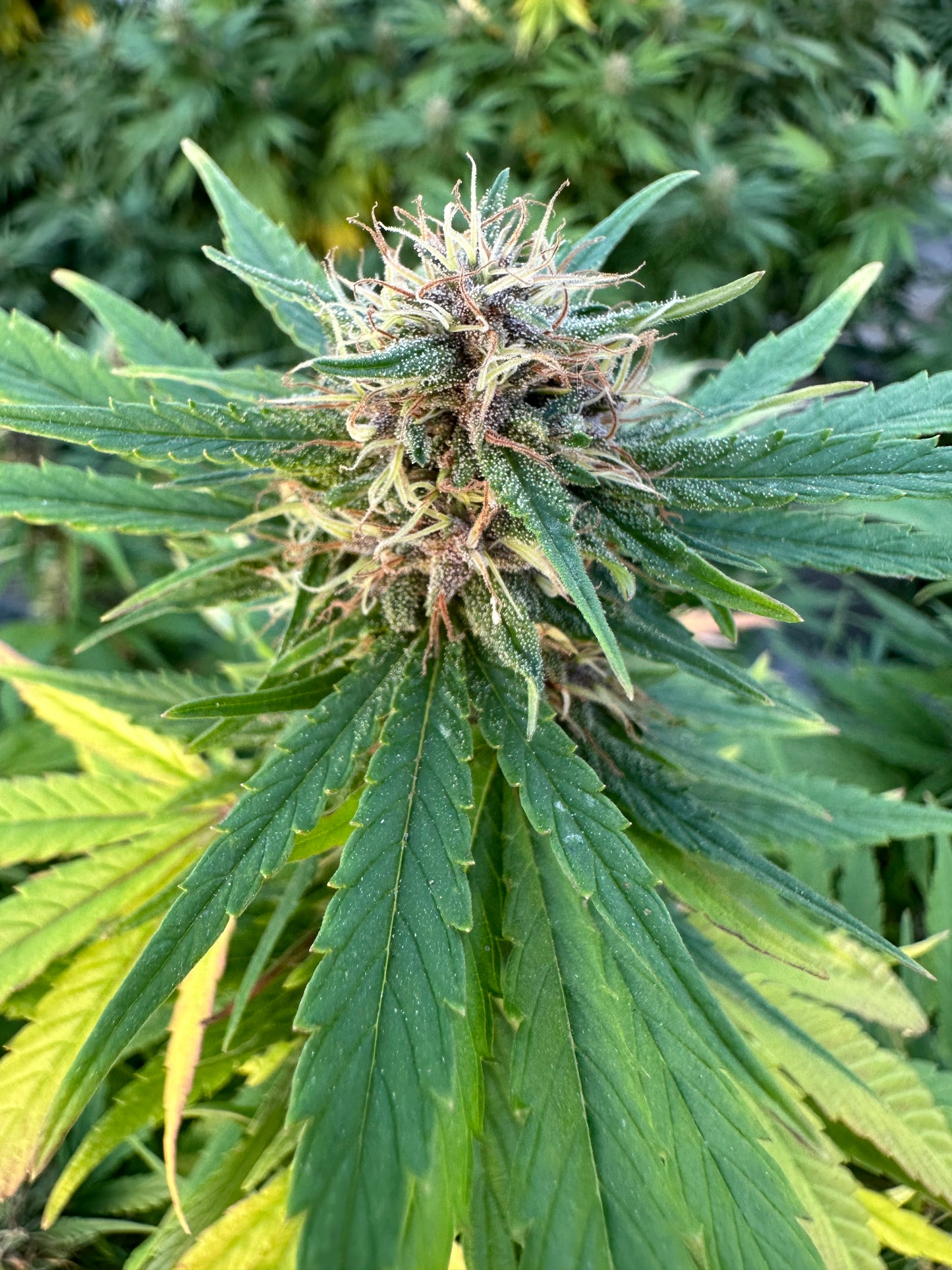 Bubba Kush CBD Bio