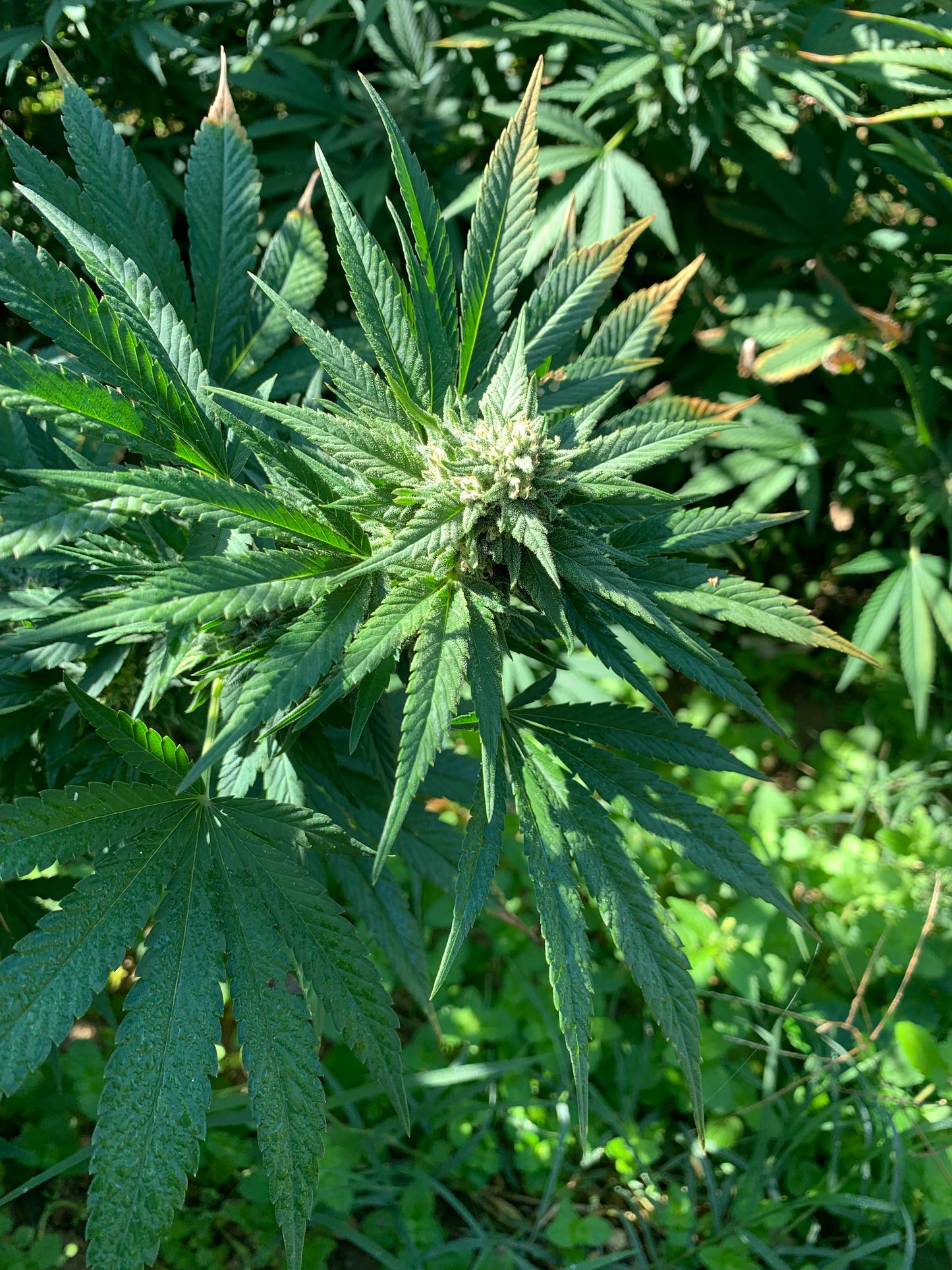 Strawberry CBD Bio