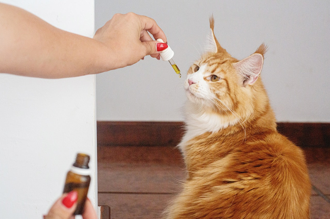 Huile CBD Animaux 5% Chien & Chat - Nature & CBD