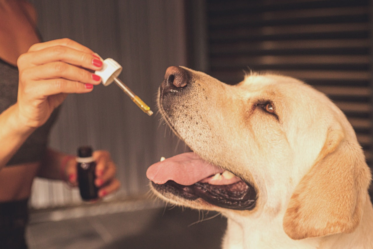 Huile CBD Animaux 15% Chien - Nature & CBD