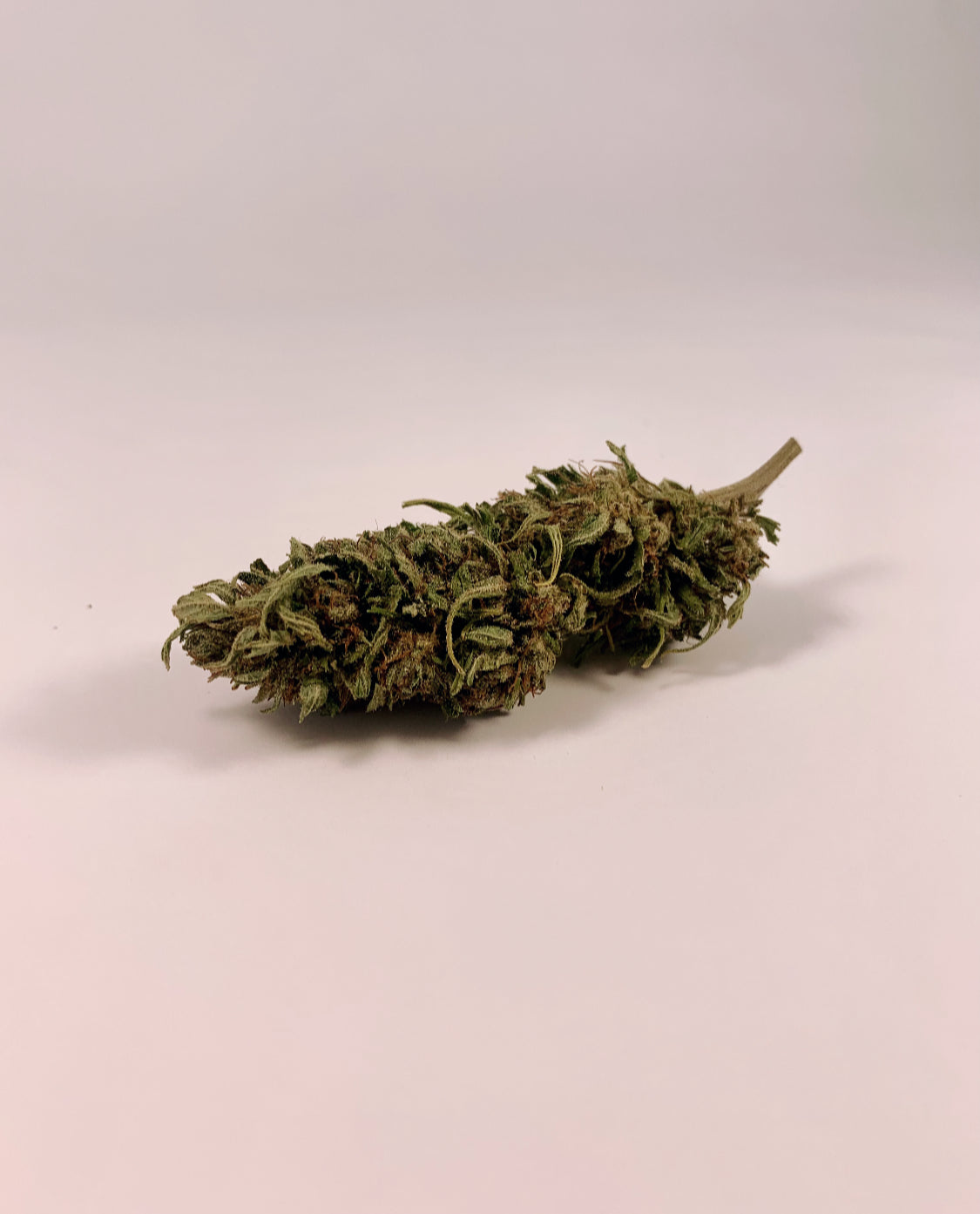 Tropical Haze CBD Bio