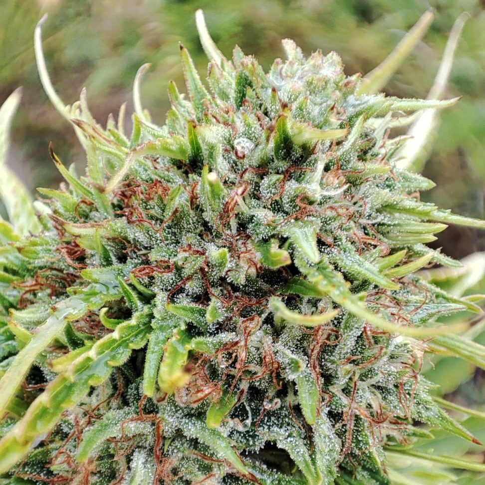 Tropical Haze CBD Bio