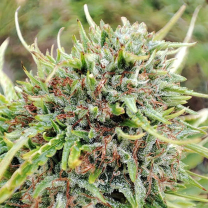 Tropical Haze CBD Bio
